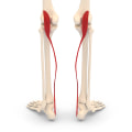 The Importance of Understanding the Anatomy and Function of the Ankle Muscle