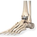 The Intricate Anatomy of the Ankle Joint