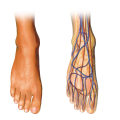 The Intricate Structure of the Human Foot