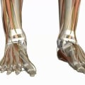 The Complexities of Ankle and Foot Anatomy