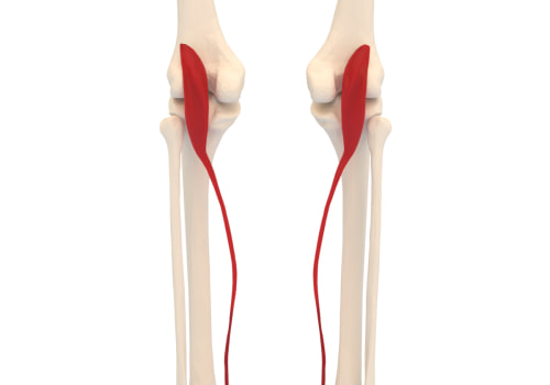 The Importance of Understanding the Anatomy and Function of the Ankle Muscle