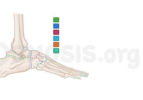 The Importance of Understanding the Ankle Region