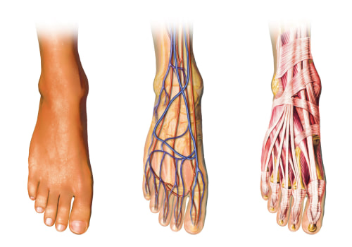 The Intricate Structure of the Human Foot